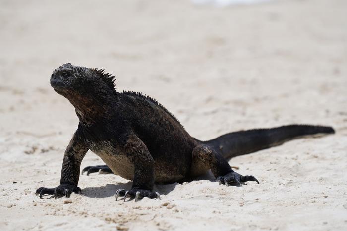 Iguana marina, Galápagos