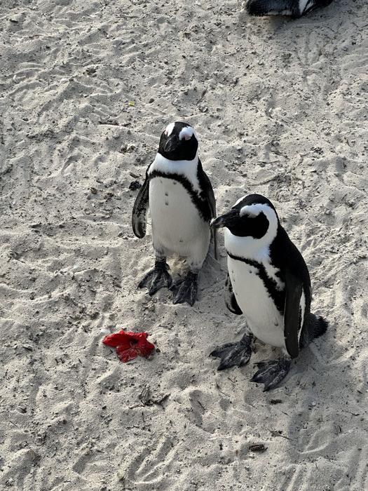 Pingüinos africanos, Sudáfrica