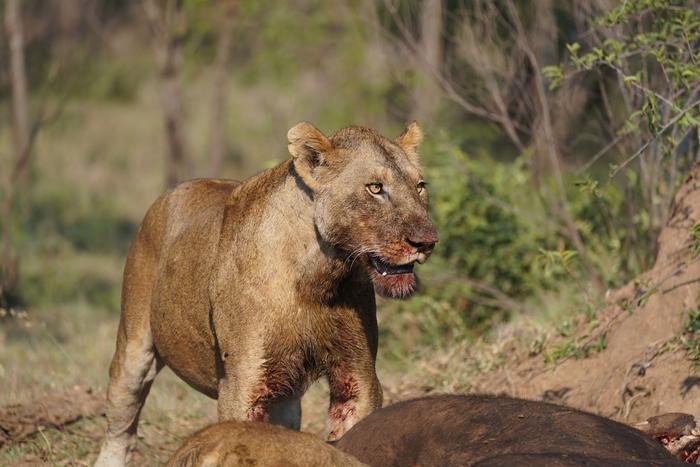 Safari en África