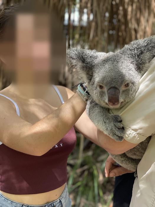 Encuentro con un koala